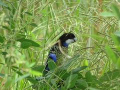 Platycercus venustus