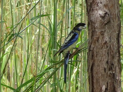Platycercus venustus