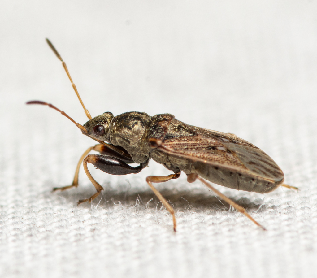 Pseudopachybrachius