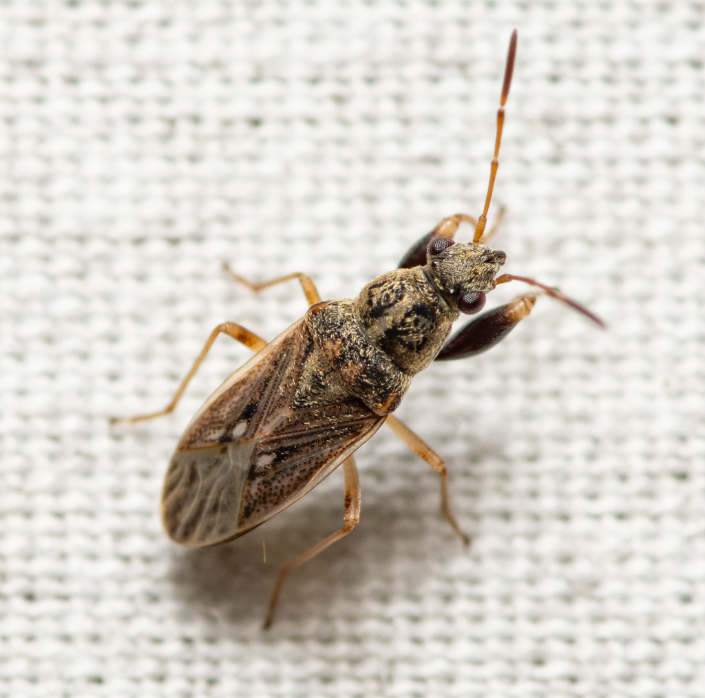 Pale-spotted Seed Bug