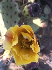 Opuntia × vaseyi