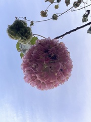 Dombeya × cayeuxii