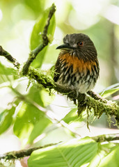 Malacoptila panamensis