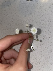 Gypsophila paniculata