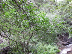 Citrus × aurantiifolia