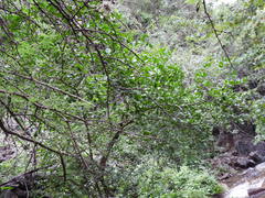 Citrus × aurantiifolia