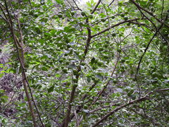 Citrus × aurantiifolia