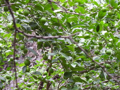 Citrus × aurantiifolia