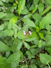Aneilema dregeanum