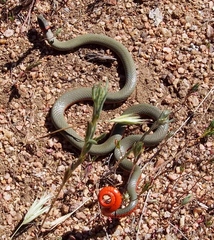 Diadophis punctatus vandenburgii