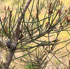 Allocasuarina mackliniana