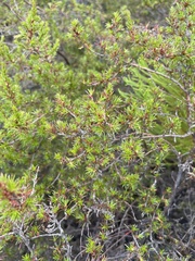 Cliffortia atrata