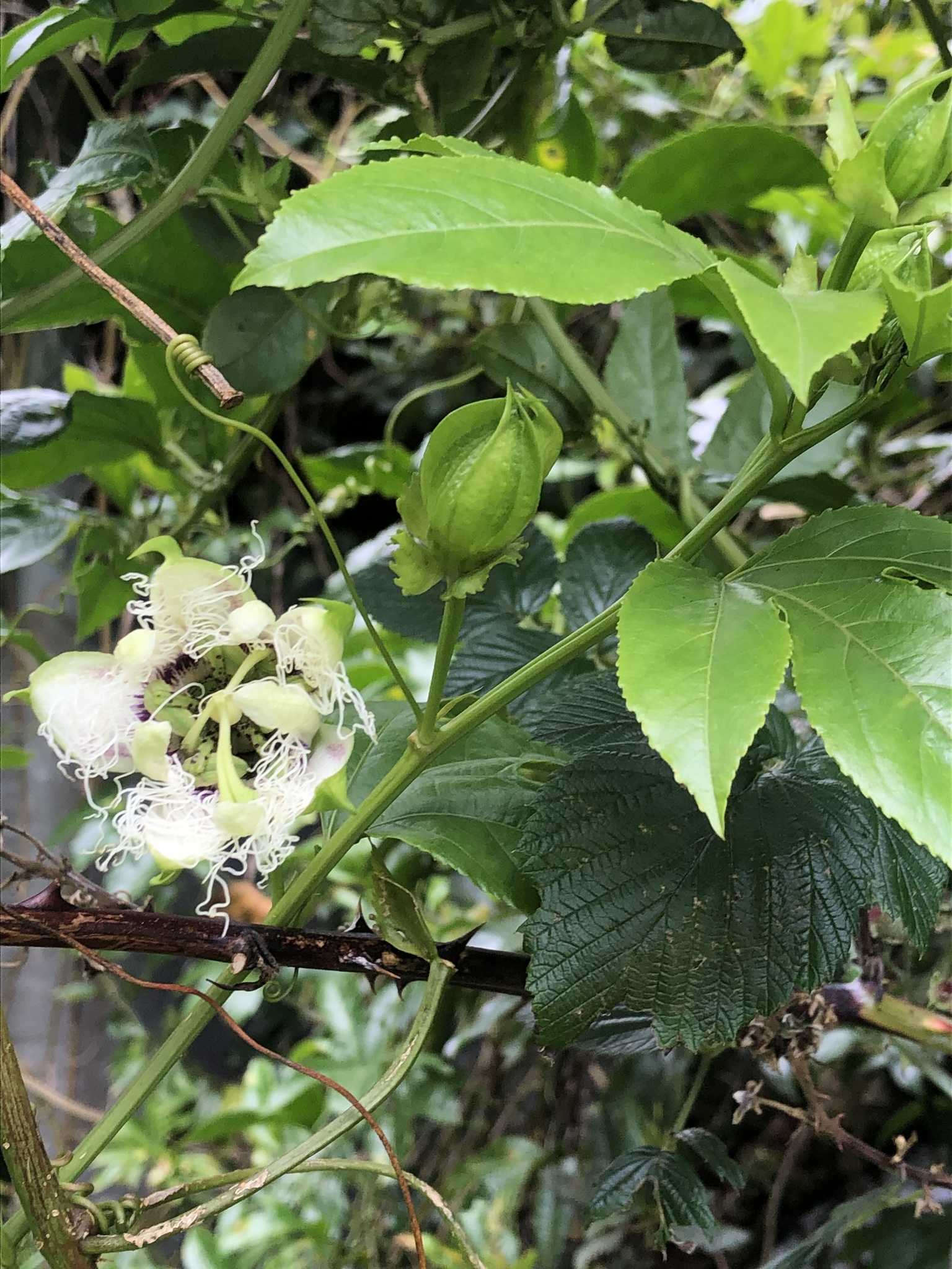 Passiflora edulis image