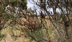 Allocasuarina mackliniana