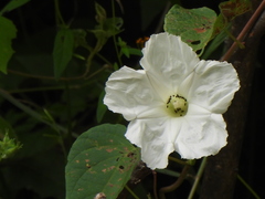 Ipomoea suaveolens
