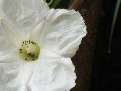 Ipomoea suaveolens
