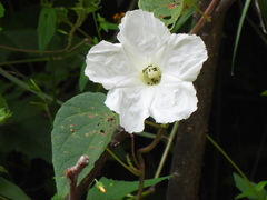 Ipomoea suaveolens