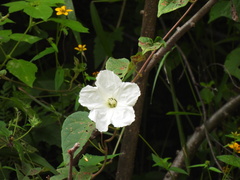 Ipomoea suaveolens