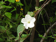 Ipomoea suaveolens
