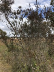 Allocasuarina mackliniana