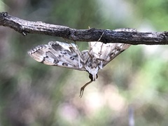 Nacoleia rhoeoalis