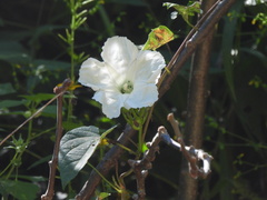 Ipomoea suaveolens