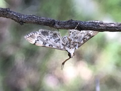 Nacoleia rhoeoalis