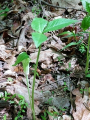 Arisaema triphyllum