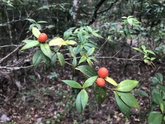 Alyxia ruscifolia