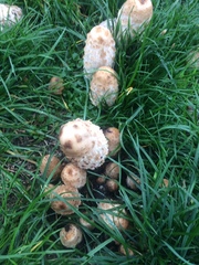 Coprinus comatus