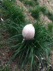 Coprinus comatus