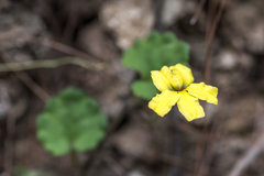 Goodenia rotundifolia