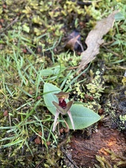 Chiloglottis grammata