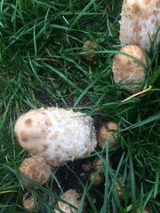 Coprinus comatus