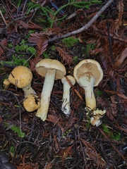 Cortinarius citrinifolius