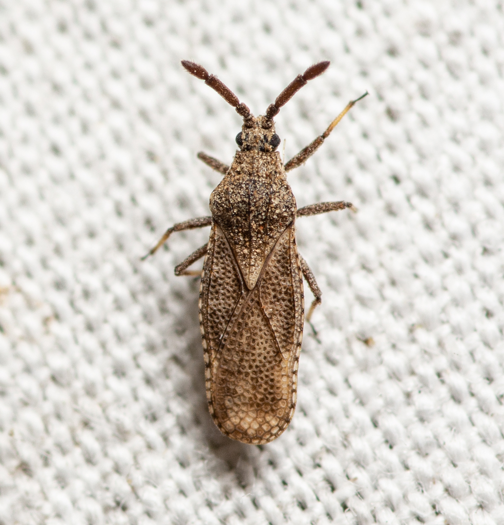lantana lace bug