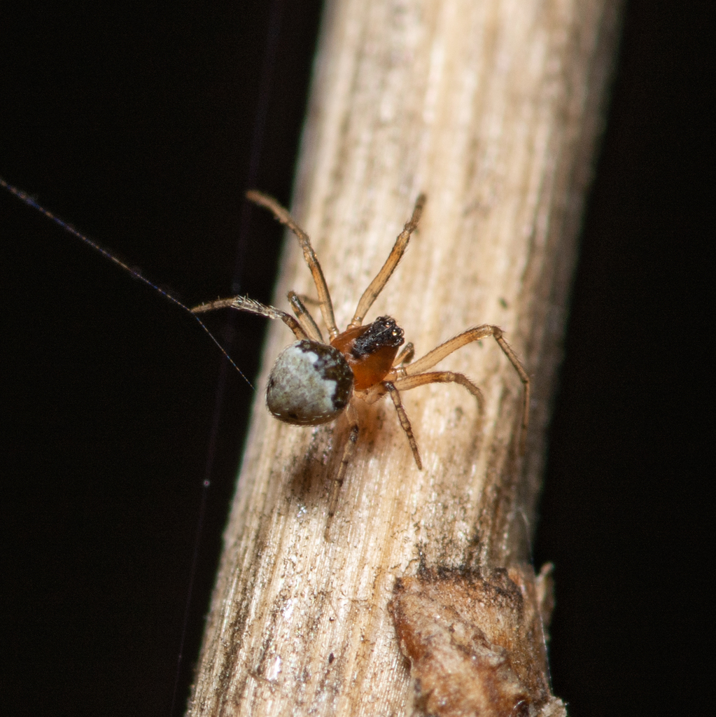 Wamba crispulus