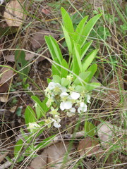 Campomanesia adamantium