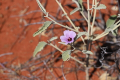 Hibiscus brachychlaenus