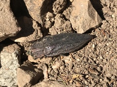 Ectinogonia buquetii