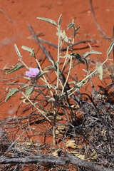Hibiscus brachychlaenus