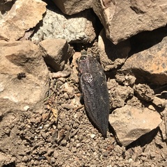 Ectinogonia buquetii