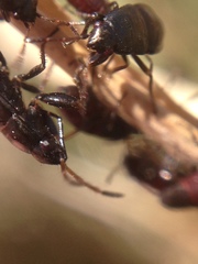 Udeocoris nigroaeneus