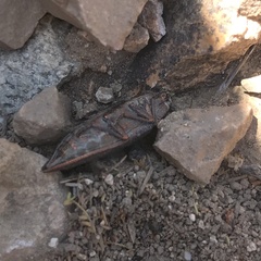 Ectinogonia buquetii