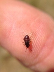 Udeocoris nigroaeneus