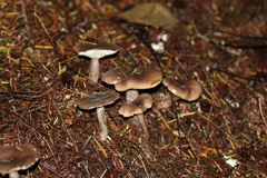 Lactarius pseudomucidus