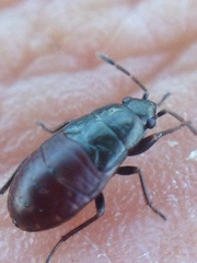 Udeocoris nigroaeneus