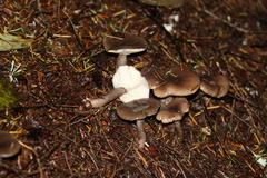 Lactarius pseudomucidus