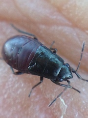 Udeocoris nigroaeneus