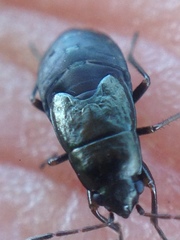 Udeocoris nigroaeneus